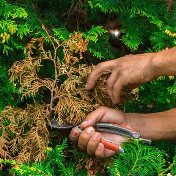 Pruning Shrubs & Evergreens