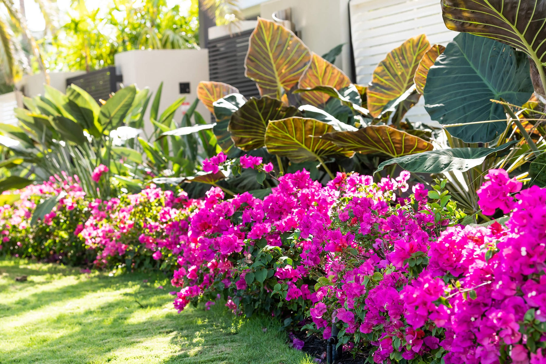 CREATE A BACKYARD PARADISE