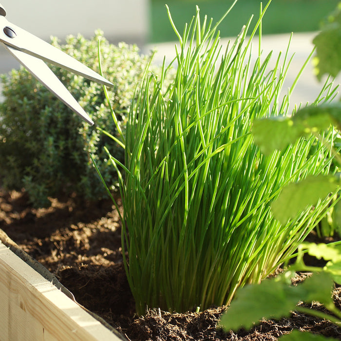5 Easy Herbs to Grow At Home!