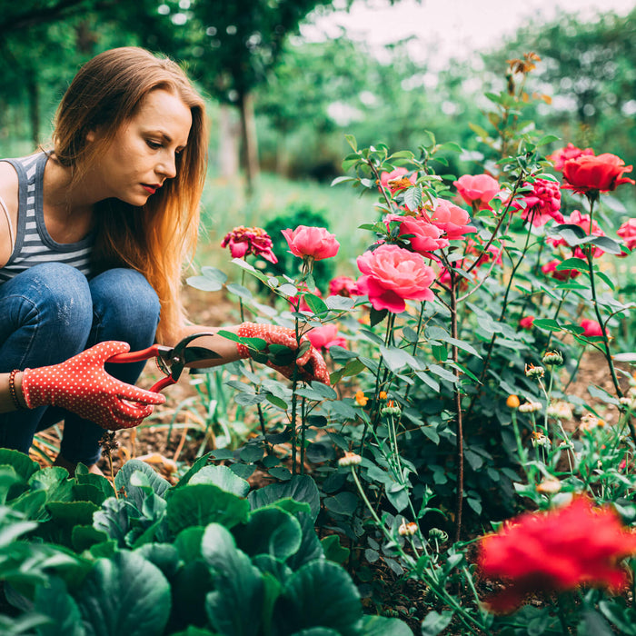 Roses – Types and Pruning