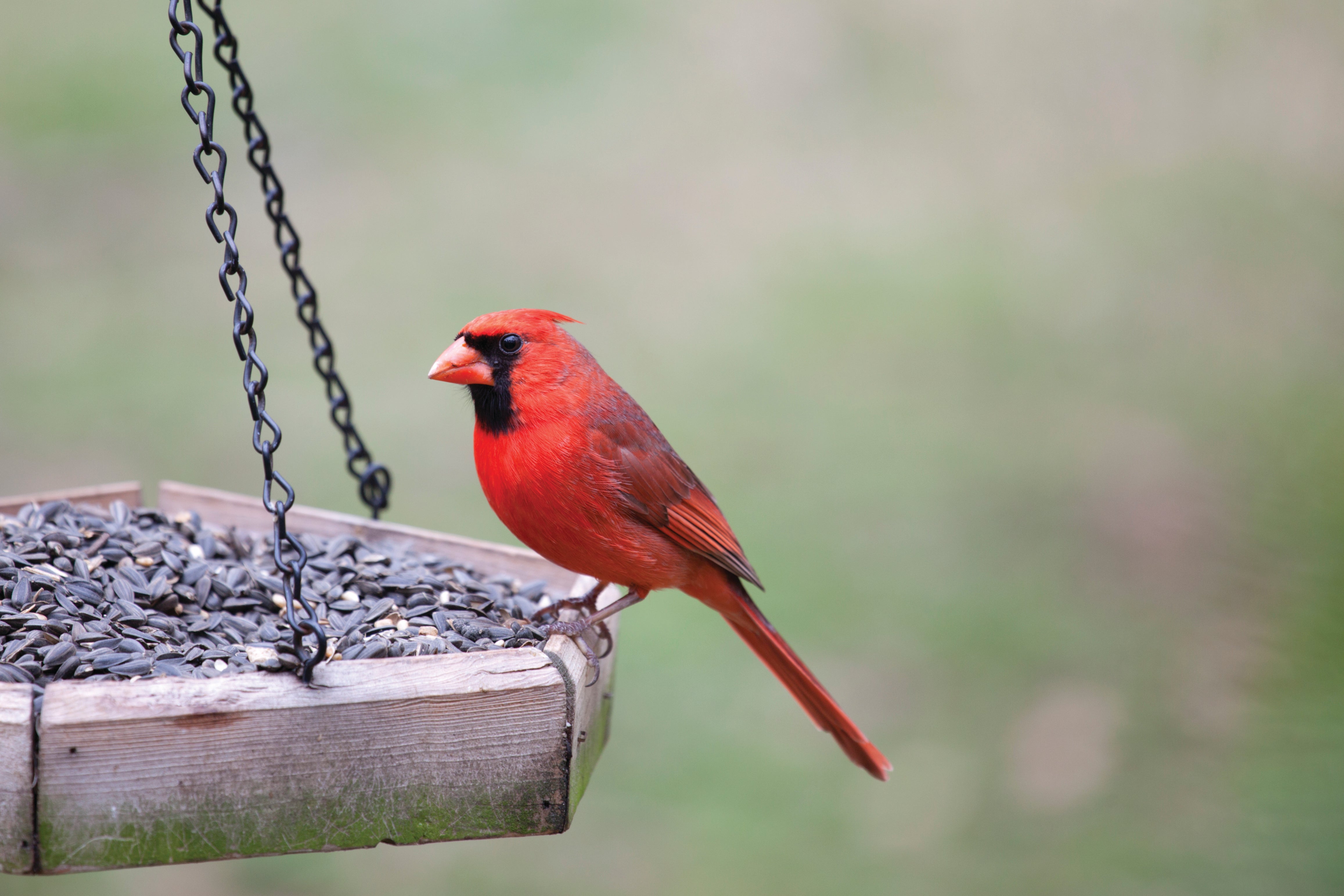 Inviting Birds to Your Garden