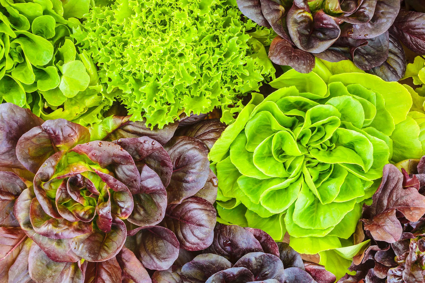 Home Grown: Cold Hardy Crops