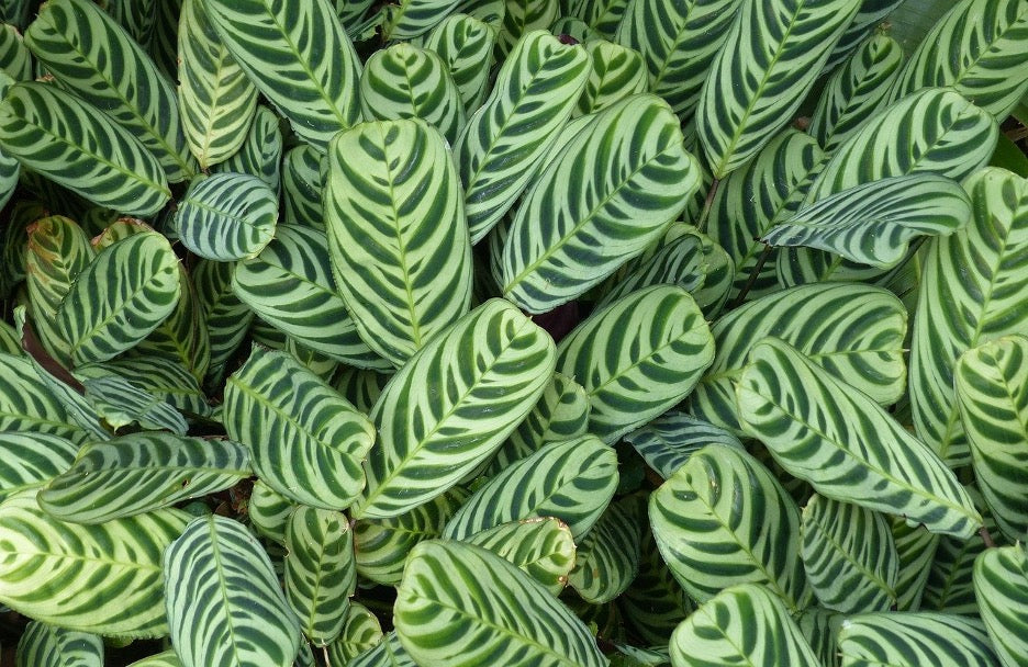 Tropical Foliage Plants