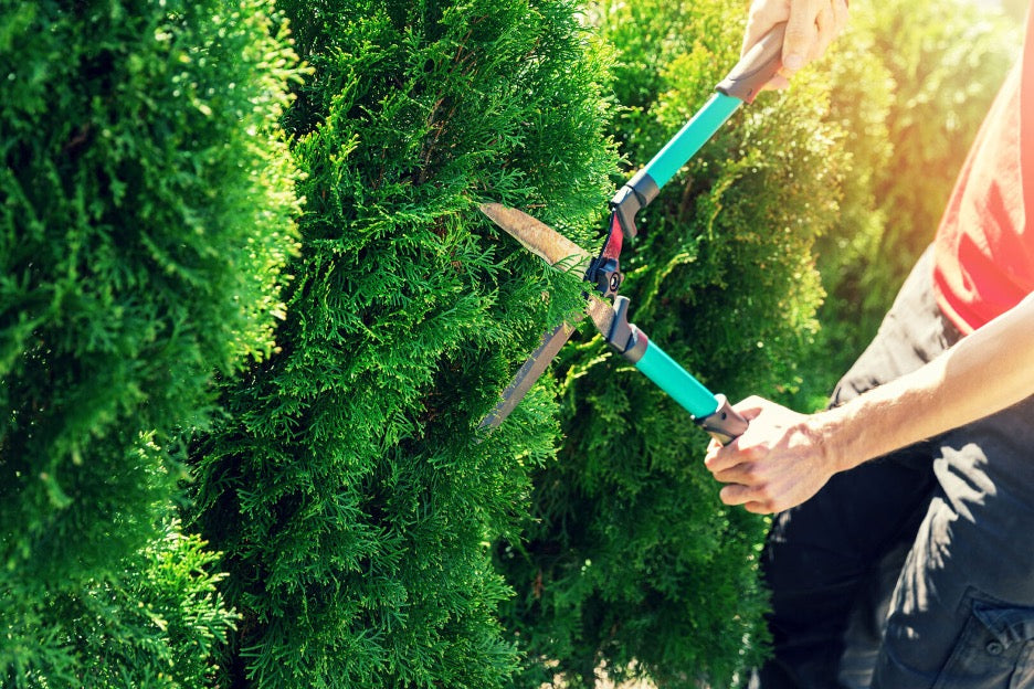 PRUNING SHRUBS & EVERGREENS
