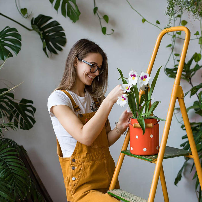 Seven beautiful and easy to care for houseplants