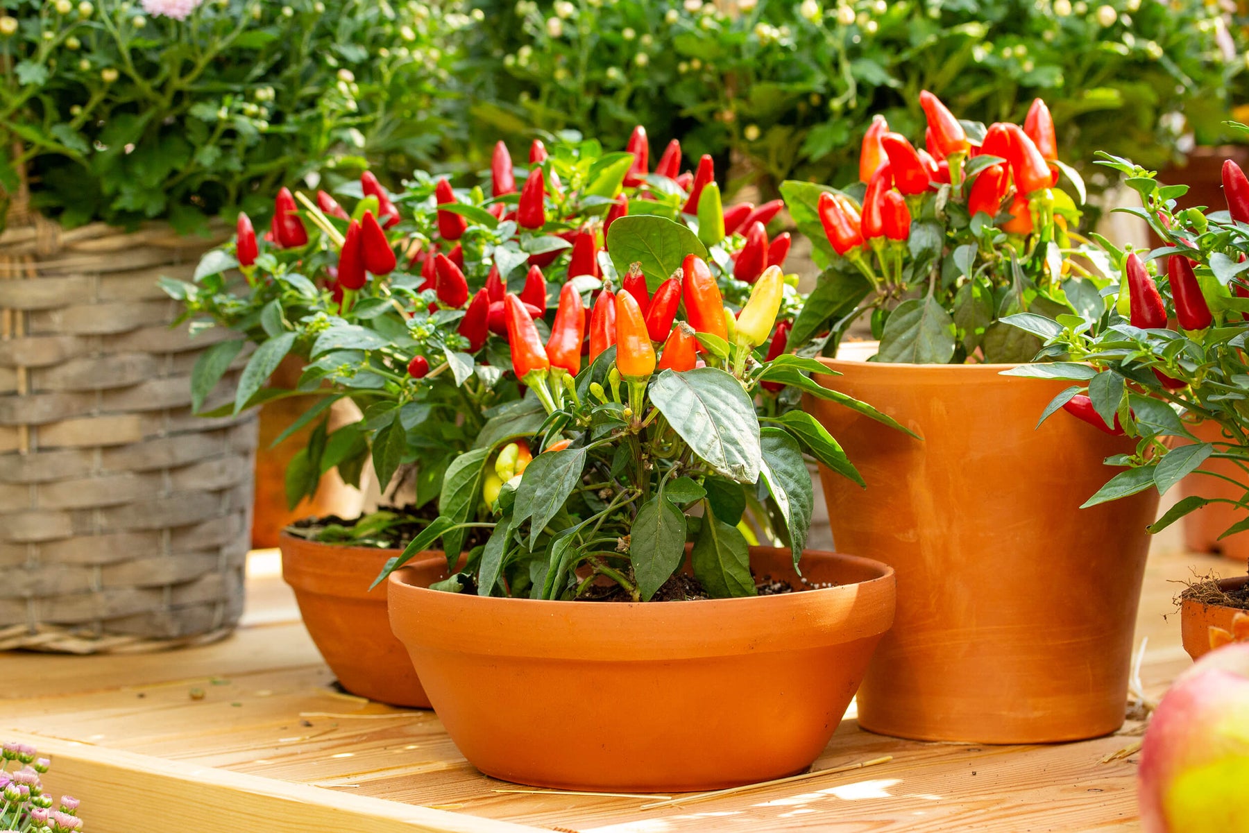 Plant a Hot Pepper Garden