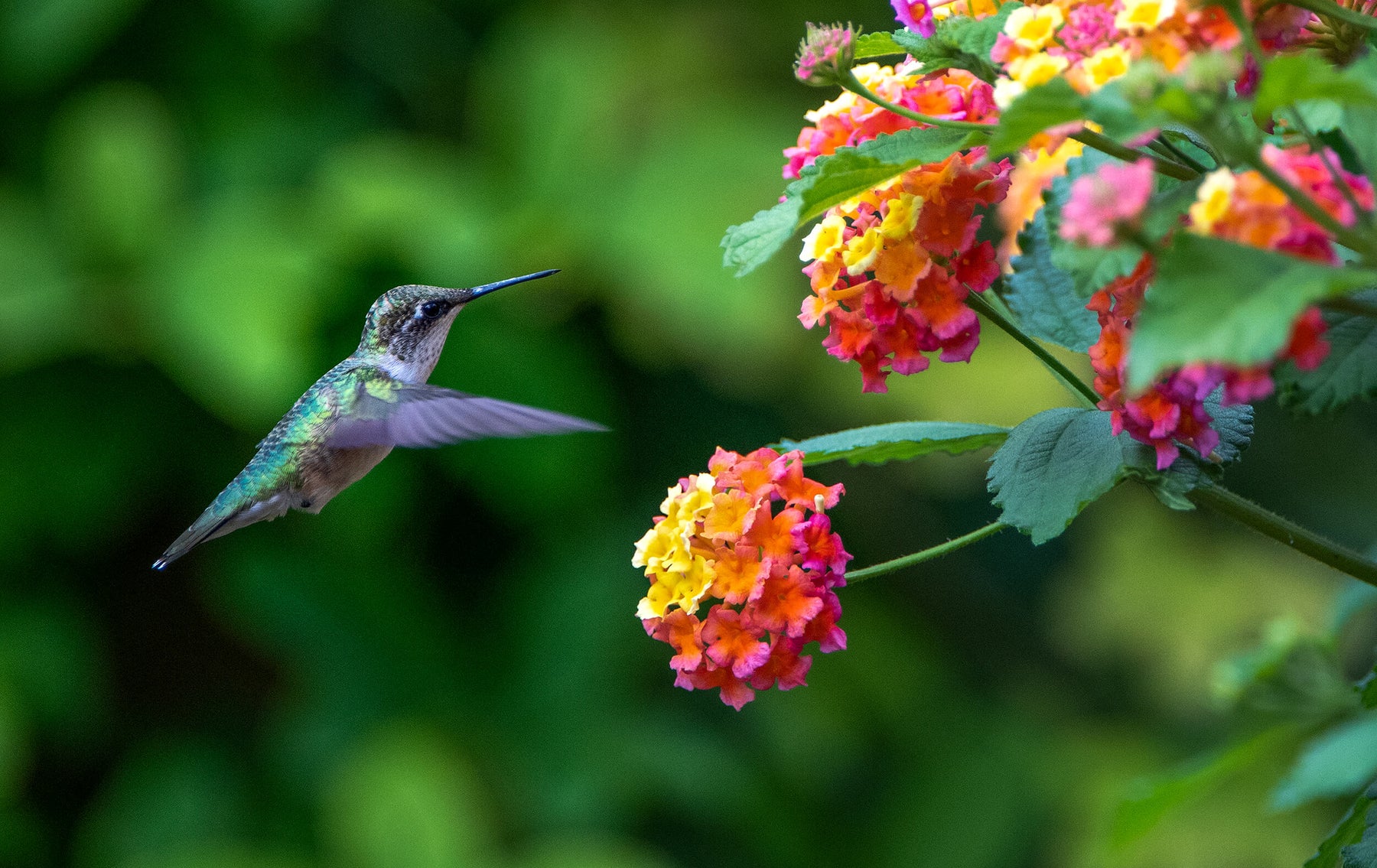 Attracting Hummingbirds to your Garden