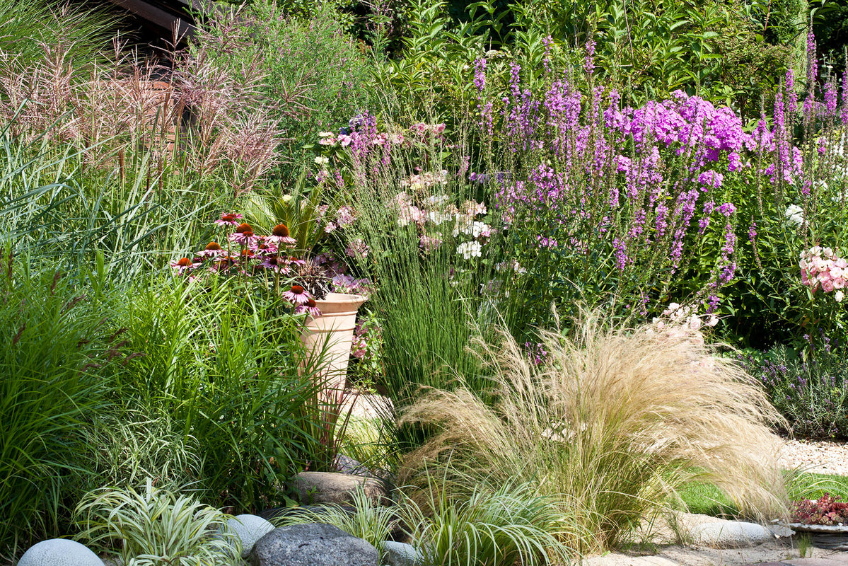 No-Fuss Grass: The Beauty of Ornamentals — Stevensville Garden Gallery