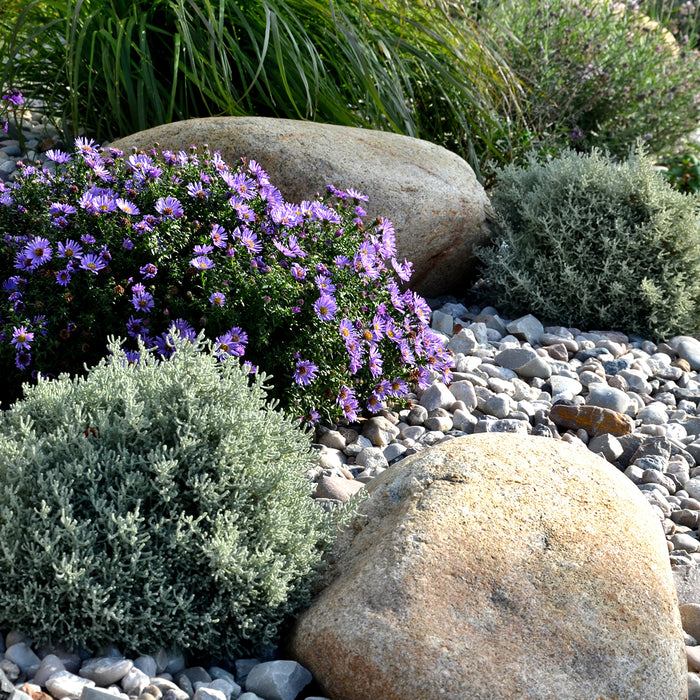 Perennials for Your Rock Garden