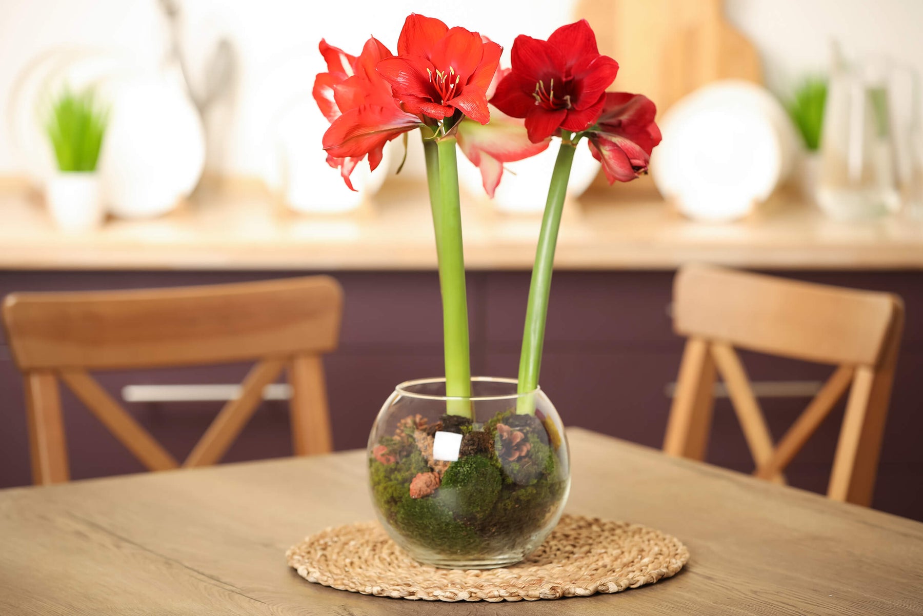 How to Plant an Indoor Amaryllis