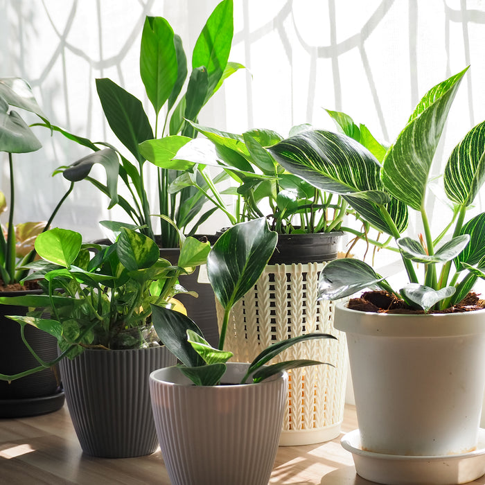 5 Best Plants for Cleaner Air