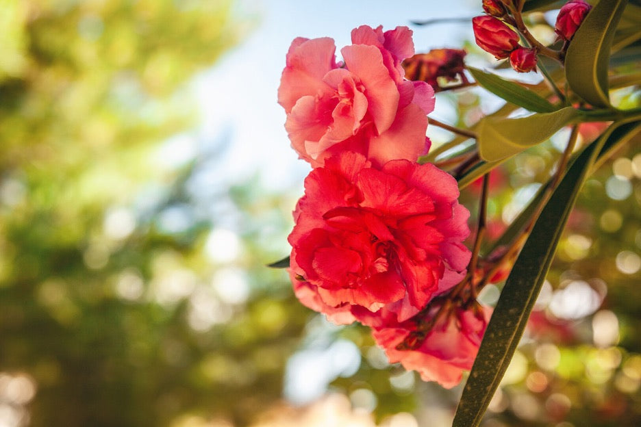 Roses – Types and Pruning