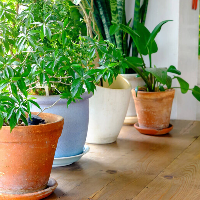 5 Best Plants for Cleaner Air