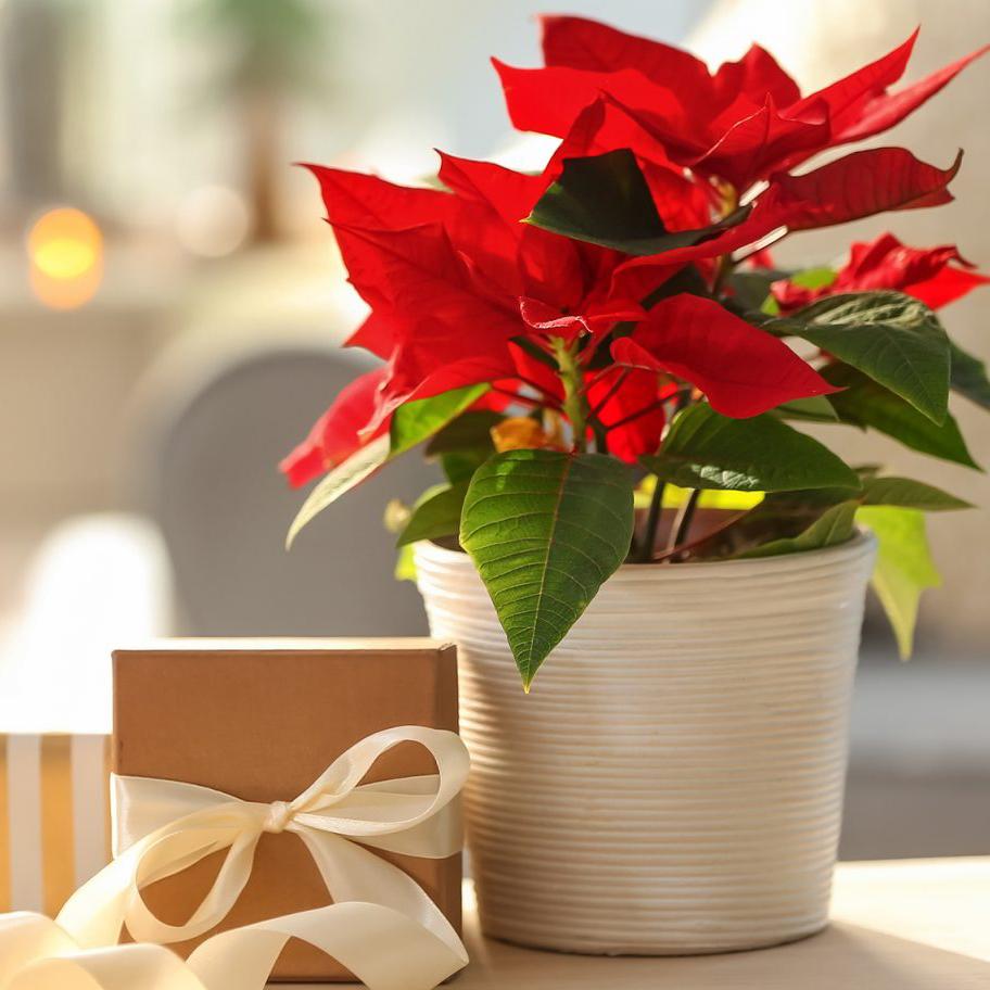 HOME CARE TIPS FOR YOU POINSETTIA